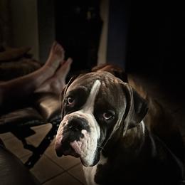 Boxers from Ocala Wiggle Butt Boxers