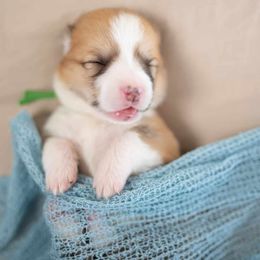 American Corgi and Pembroke Welsh Corgi Puppies from Constellation Corgi