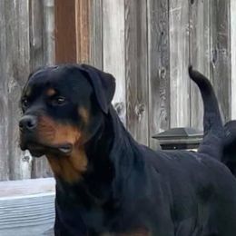 Violet  - Rottweiler