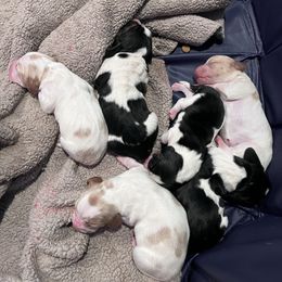 Boy 1 - Lemon and white male Basset Hound puppy in Noblesville, Indiana from Russell Bassets