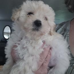 Louella - Cream female Maltipoo puppy in Mena, Arkansas from Belle Ball Puppies