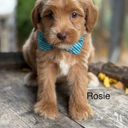 Rosie - Caramel red female Australian Labradoodle puppy in Anderson, California from Shaggy Doodles