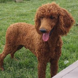 Poodles from Dreamweaver Puppies