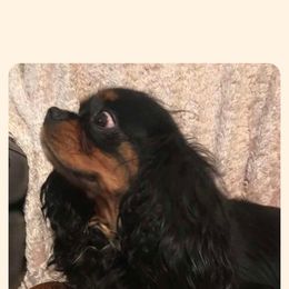 Cavapoo All Grown Up from Carolina Canines