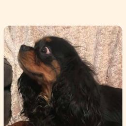 Cavapoo All Grown Up from Carolina Canines