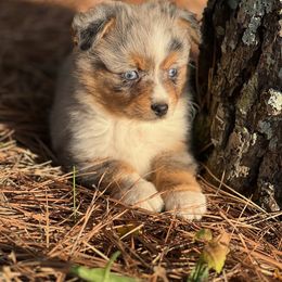 Miniature Australian Shepherd and Toy Australian Shepherd Puppies from Willow Lane Ranch