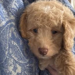 Goldendoodle Puppies from Gracie Doodles CT