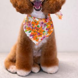 Poodle puppies from The Sweet Life of a Toy Poodle