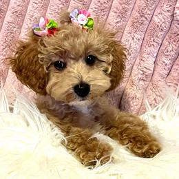 Nyla - Apricot female Poodle puppy in Hephzibah ( Richmond County ), Georgia from Healing Pawz LLC