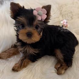 Poppy - Black and tan female Yorkshire Terrier puppy in Riverside, California from Heaven_sent_toy_yorkies