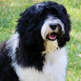 Ellie - Australian Labradoodle