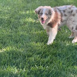 Rainer - Red merle male Miniature Australian Shepherd puppy in California from Eagle River Aussies