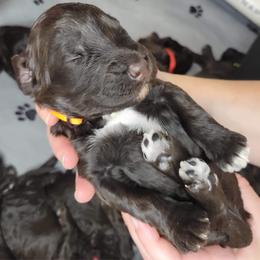 Labradoodle Puppies from Molly’s Doodles