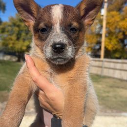 Brick - Red mottled female Australian Cattle Dog puppy in Oberlin, Kansas from Hangin R Kennels