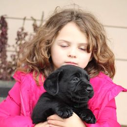Labrador Retriever Puppies from Britt Labradors