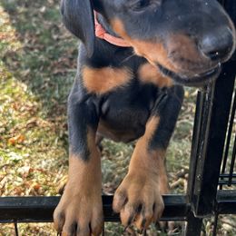 Pink - Black and rust female Doberman Pinscher puppy in Lynn, Michigan from Creekside Dobermans