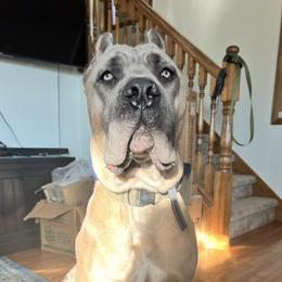 Dragur - Cane Corso