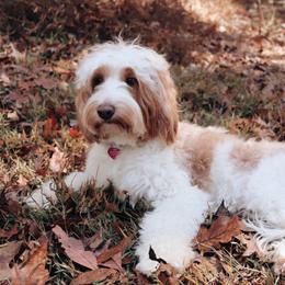 Honey - Goldendoodle