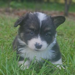 Hank - Black and tan male Pembroke Welsh Corgi puppy in Orrtanna, Pennsylvania from Mountain Top Shepherd's