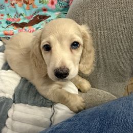 Blue based Cream Male - Blue and cream male Dachshund puppy in Cutler Bay, Florida from Dadecounty’s Dachshunds