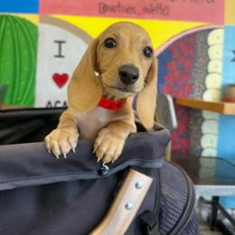 Suisse - Cream female Dachshund puppy in Temecula, California from Naomi Magee's Dachshund Kennel