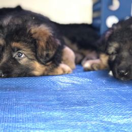 German Shepherd Puppies from Vom Kiramar German Shepherds