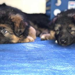 German Shepherd Puppies from Vom Kiramar German Shepherds