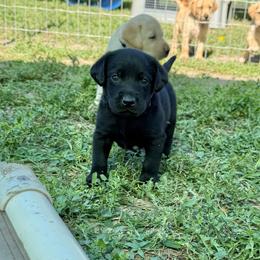 Purple - Black male Labrador Retriever puppy in Derby, Kansas from Wheatland Retrievers