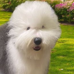 Old English Sheepdogs from Amble Creek Old English Sheepdogs