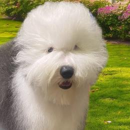 Old English Sheepdogs from Amble Creek Old English Sheepdogs