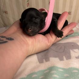 Pink- Honey - Black and gold female Yorkipoo puppy in Clover, South Carolina from Cudi’s Buddies