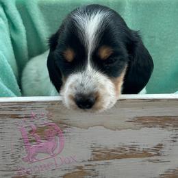 Max - Black and tan male Dachshund puppy in Lexington, Oklahoma from Terry's Dachshunds (BooneDox Mini Dachshunds)