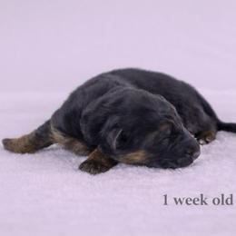 Gray Collar - Black and red male German Shepherd puppy in Plumas Lake, California from Zwinger Vom Greifjäger