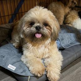 Kevin - Brindle male Shih Tzu puppy in Victorville, California from RUMBLE n TUMBLE