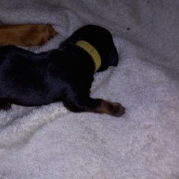 American Leopard Hound Puppies from Black Dragon Hounds