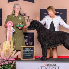 Curly-Coated Retrievers from Pizzazz Retrievers