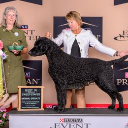 Curly-Coated Retrievers from Pizzazz Retrievers