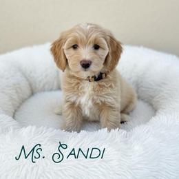 Ms. Sandi - Cream female Goldendoodle puppy in Sacramento, California from Dandy Doodles Goldendoodles