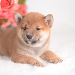 Nao 🩵 Red Boy - Red male Shiba Inu puppy in Neosho, Missouri from Sunny Terrace Shibas