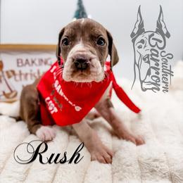 Rush - Chocolate and white female Great Dane puppy in Prairieville, Louisiana from Southern Barron Danes & Dachshunds