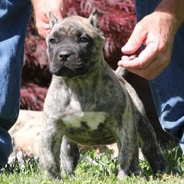 Light Blue Collar - Tiger female Perro de Presa Canario puppy in Pocahontas, Illinois from Cabeza Grande Kennel