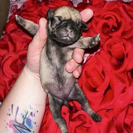 Candy - Fawn female Pug puppy in Greenfield, Missouri from Curly Tail Kennels & More