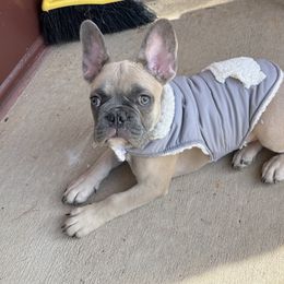 French Bulldog puppies from Noel’s Secret