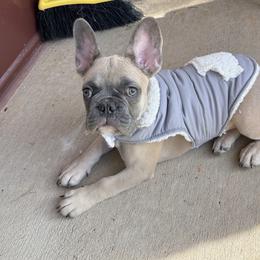 French Bulldog puppies from Noel’s Secret