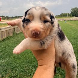 Barney - Blue merle male Australian Shepherd puppy in Ashland, Ohio from SS Australian Shepherds