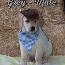 Golden Retriever Puppies from Valley County Goldens