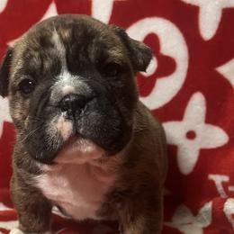 Bulldogs from Freeway Bulls