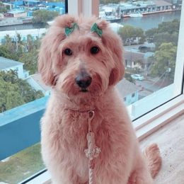 Goldendoodles from The Golden Honey