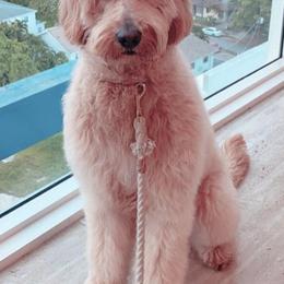 Goldendoodles from The Golden Honey