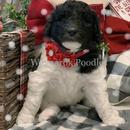 Poodle Puppies from Wagnarok Poodles